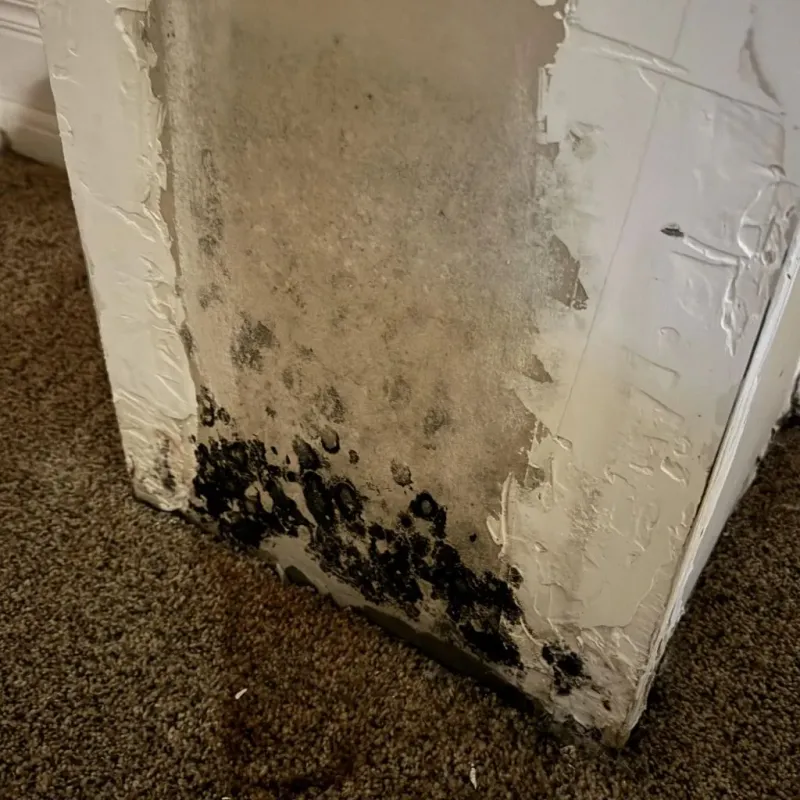 Professional Mold Removal in Marshall, AK